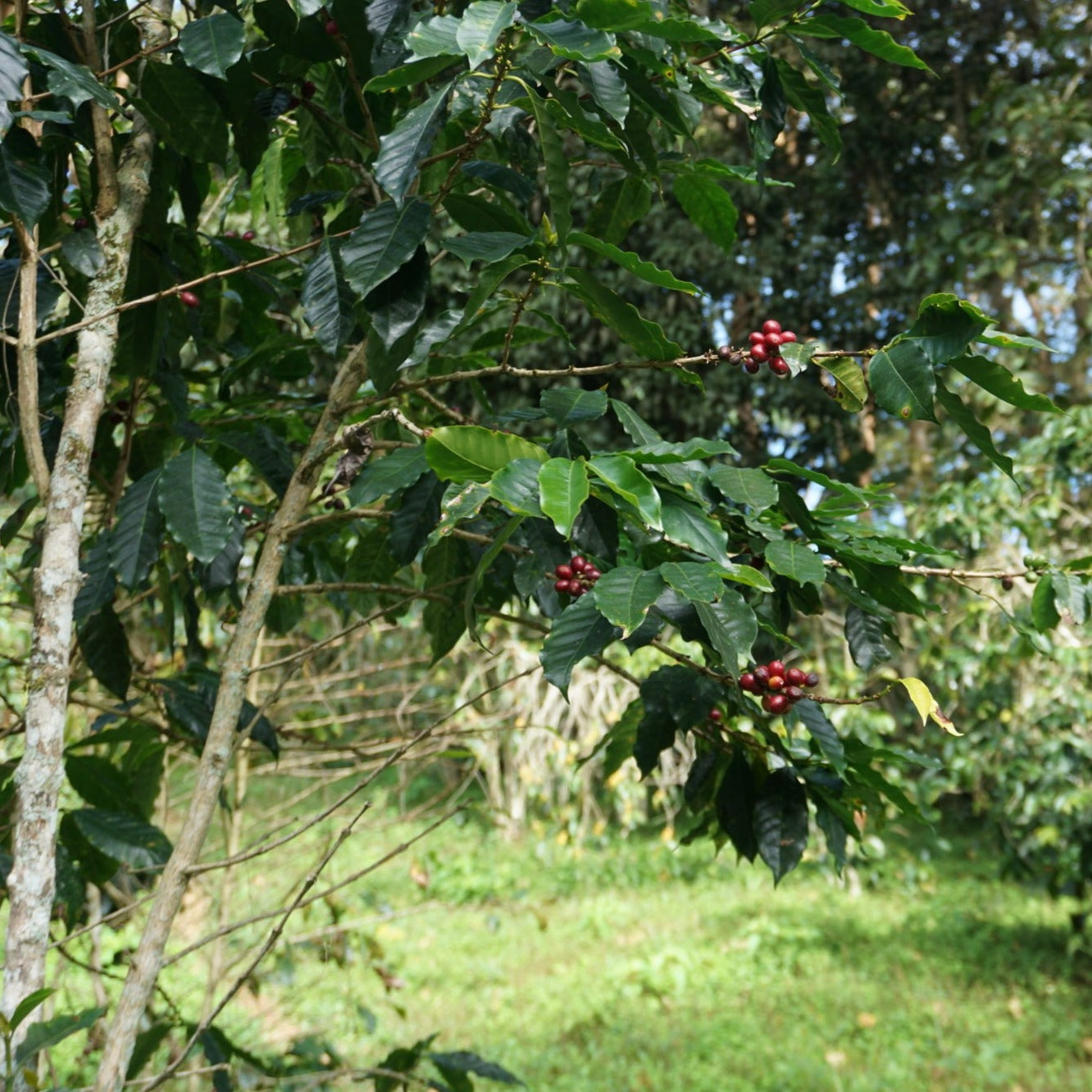 Carlos Ávila - Venezuelan Single Origin (Caripe Coffee) 200g