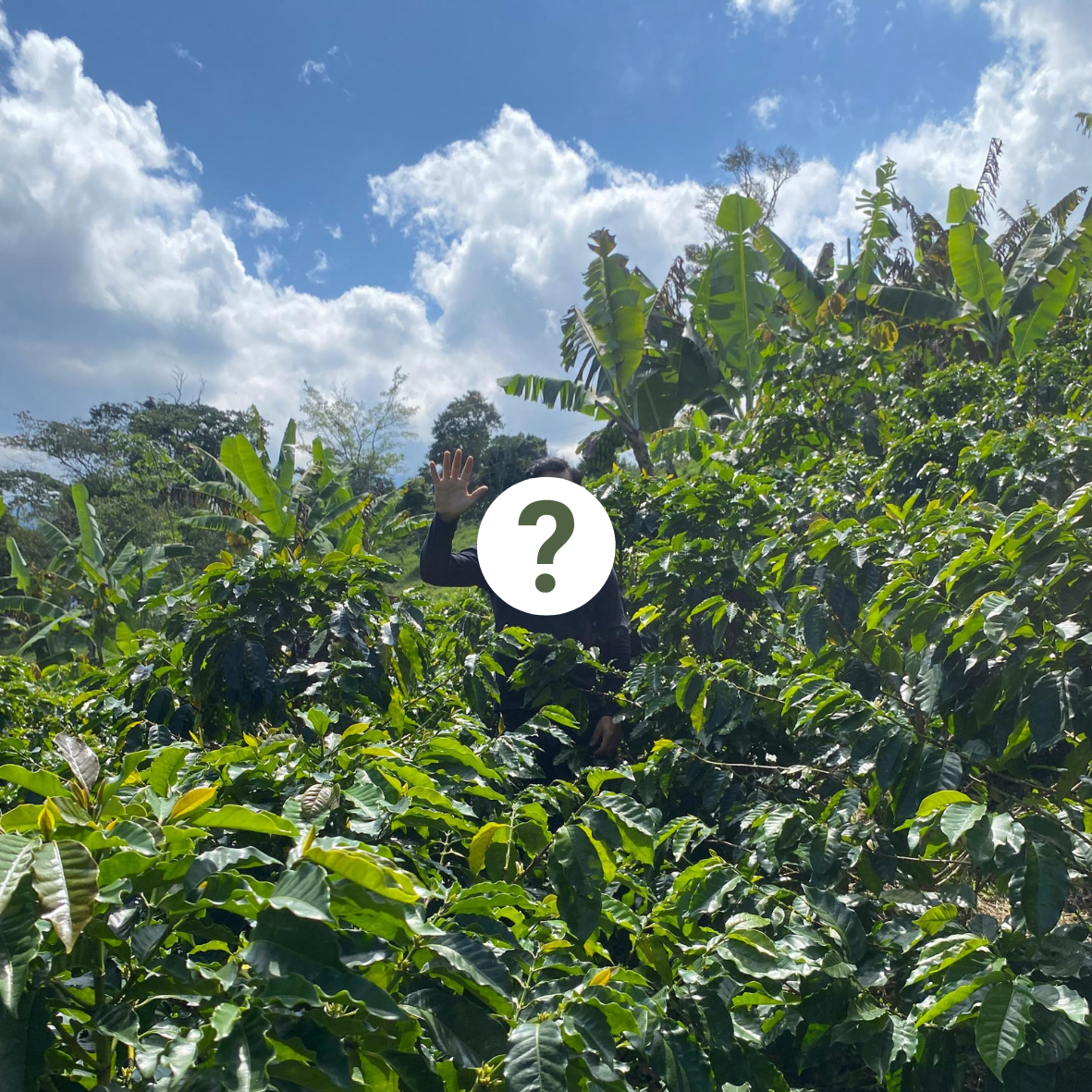 Guayoyo Coffee Club subscription