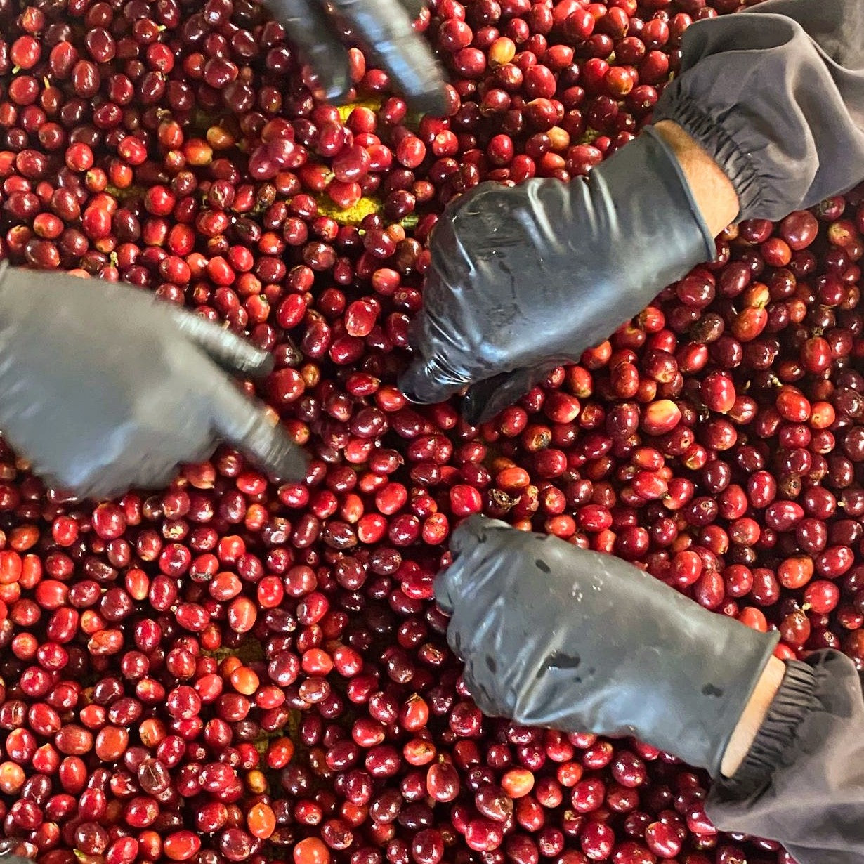 Guayoyo Coffee Club subscription