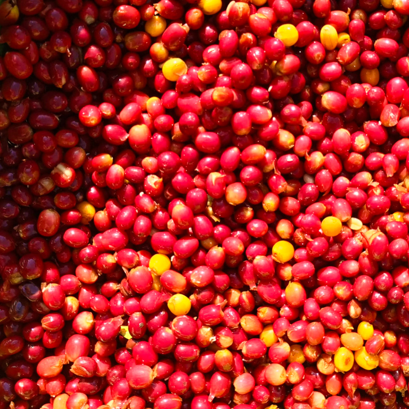 Guayoyo Coffee Club subscription