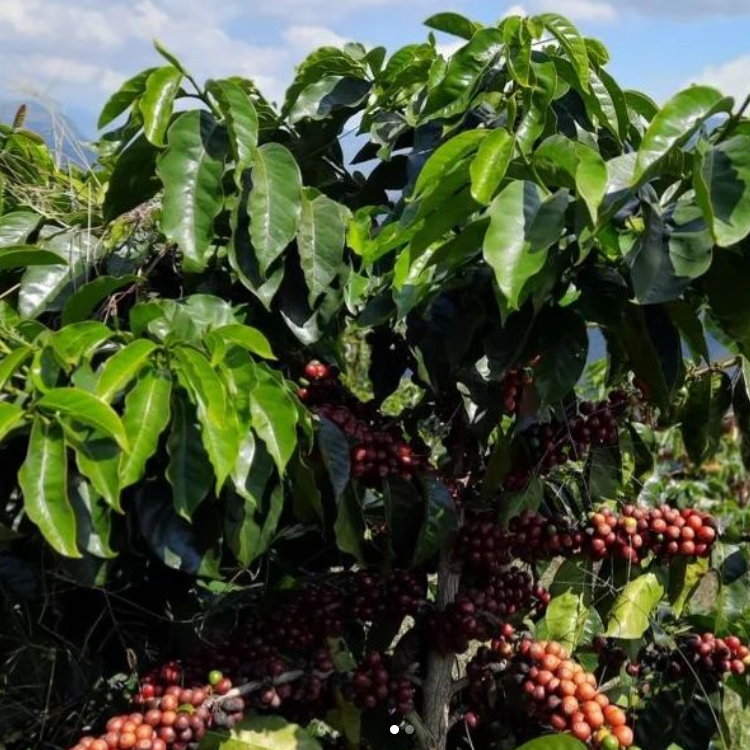 HERMANOS ZAMBRANO - Venezuelan Single Origin Coffee 200g