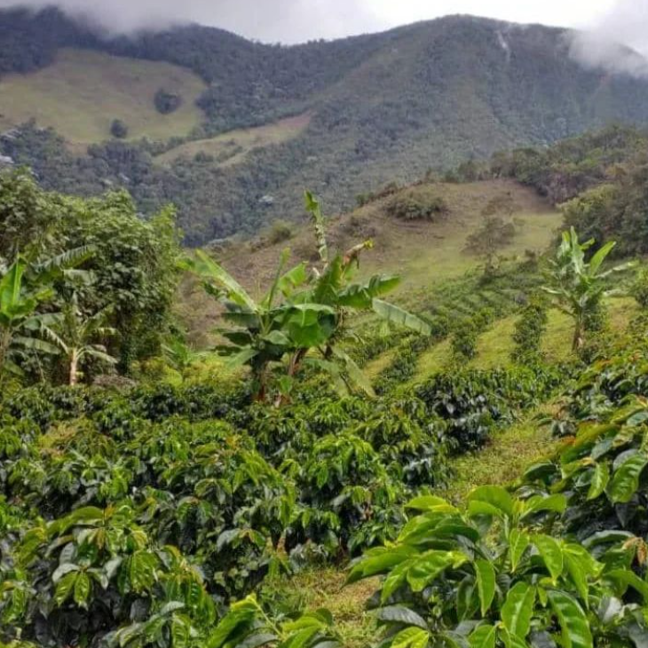 HERMANOS ZAMBRANO - Venezuelan Single Origin Coffee 200g