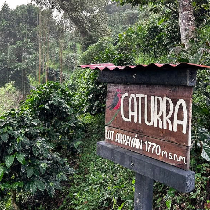 Oscar Hernandez - Decaf Caturra - Colombian Single Origin 200g