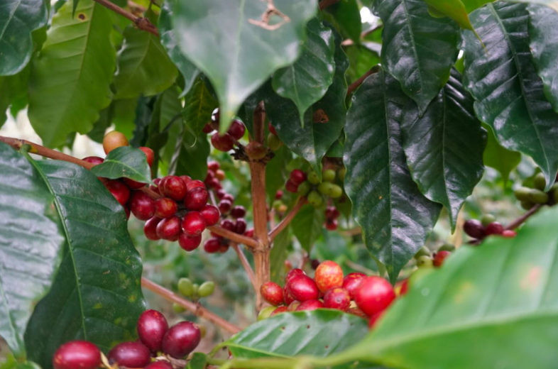 C.C. Avila Lot 4 - Venezuelan Single Origin Coffee 200g
