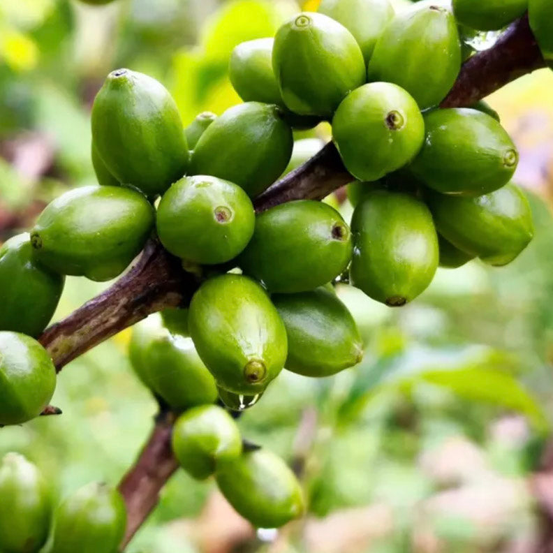 Guayoyo Coffee Club subscription