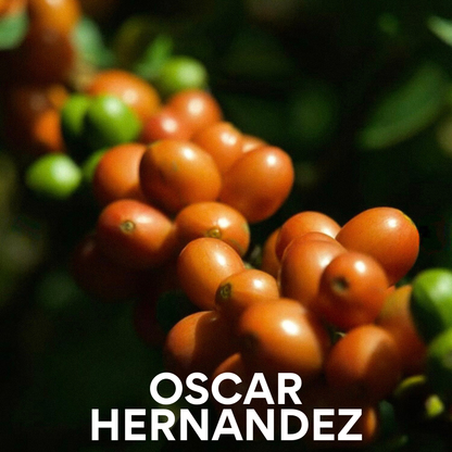 Oscar Hernandez - Decaf Caturra - Colombian Single Origin 200g