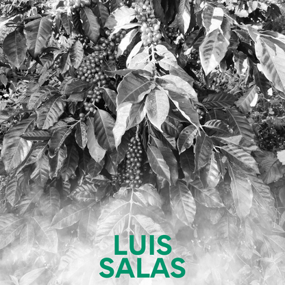 Luis Salas - Castillo Venezuelan Single Origin Coffee 200g