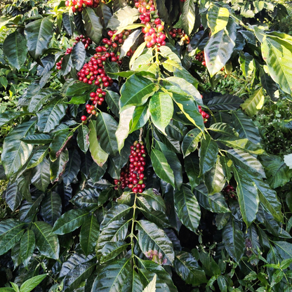 Luis Salas - Castillo Venezuelan Single Origin Coffee 200g