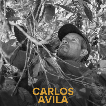 Carlos Ávila - Venezuelan Single Origin (Caripe Coffee) 200g