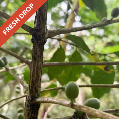 Los Cedros - Natural Venezuelan Single Origin Coffee