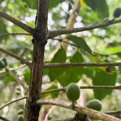 Los Cedros - Natural Venezuelan Single Origin Coffee