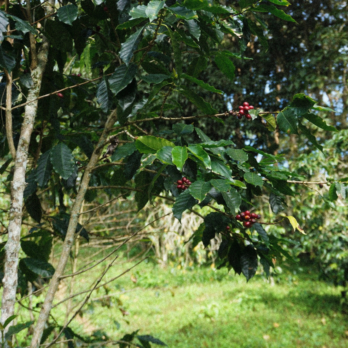 C.C. Avila Microlot - Venezuelan Single Origin Coffee 200g