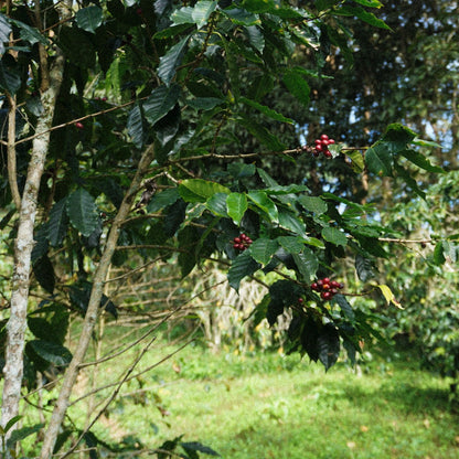 C.C. Avila Microlot - Venezuelan Single Origin Coffee 200g