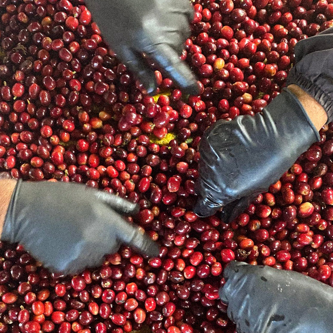 1-Month Guayoyo Coffee Club Subscription Taster