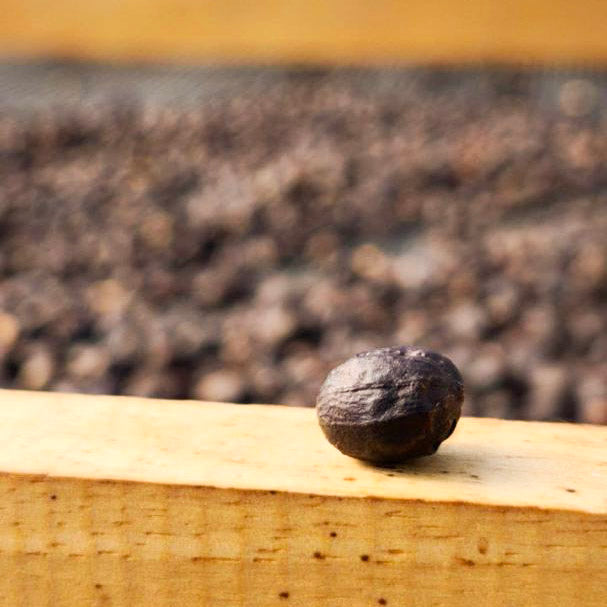 Guayoyo Coffee Club subscription