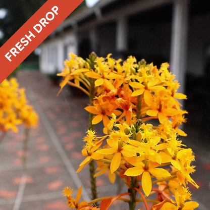 La Rubiera - Monte Claro Venezuelan Single Origin Coffee 200g