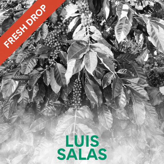 Luis Salas - Castillo Venezuelan Single Origin Coffee 200g