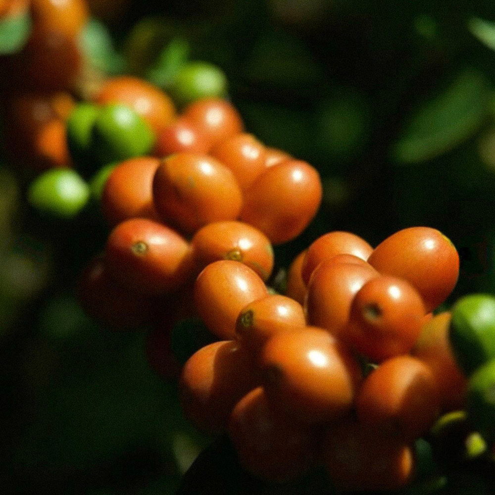 Oscar Hernandez - Decaf Caturra - Colombian Single Origin