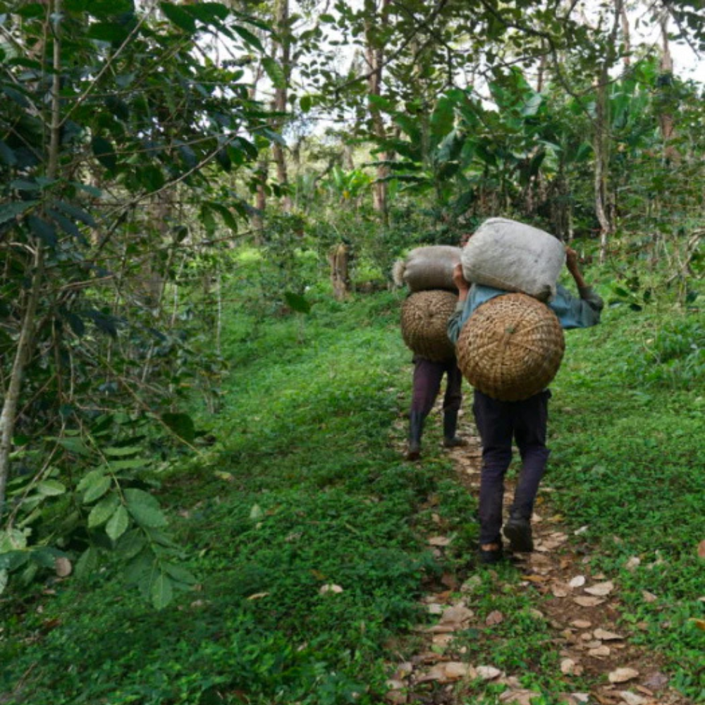 Proyecto Comunitario La Unión - Venezuelan Single Origin Coffee